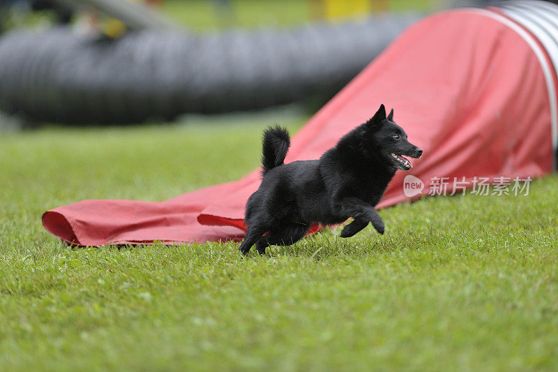 Schipperke退出关闭的敏捷隧道