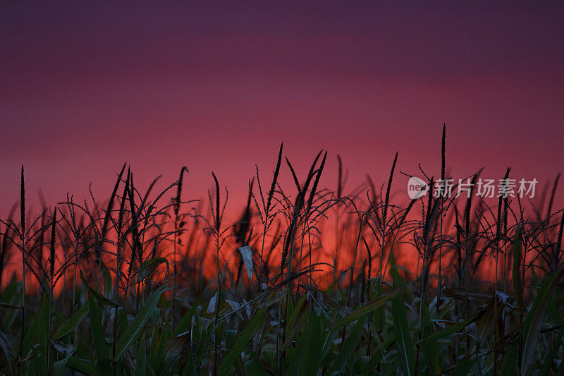 玉米田上的日落。