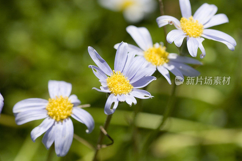 白色开花植物特写