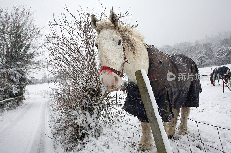 在雪景中，白马越过篱笆