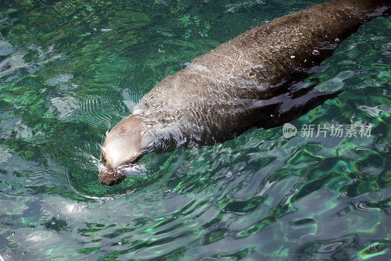 海狮特写镜头