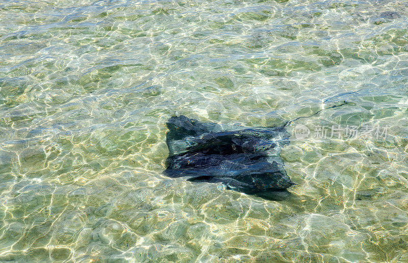 黄貂鱼在海