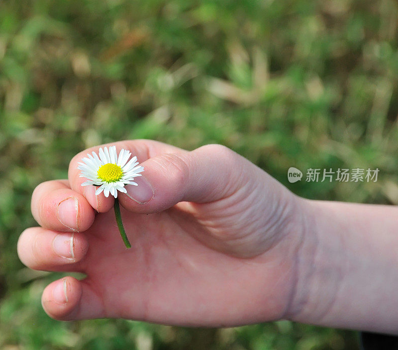 孩子的手握着一朵雏菊