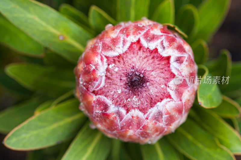 一种protea植物的花