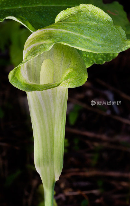 讲坛上的杰克野花