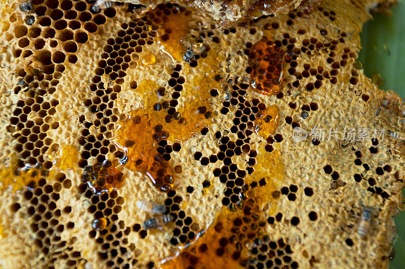 蜜蜂和蜂巢的特写