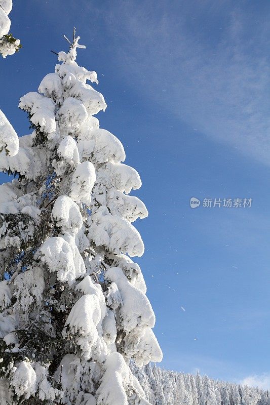 阳光winterday