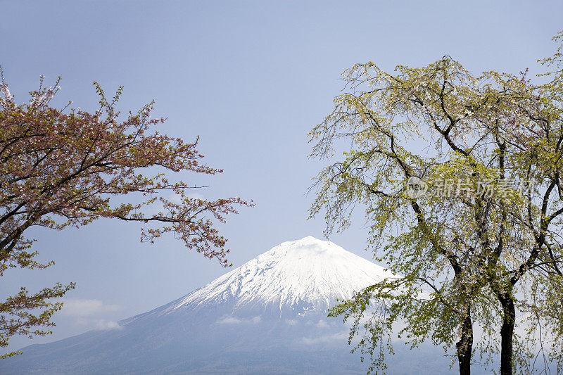 春天的富士山