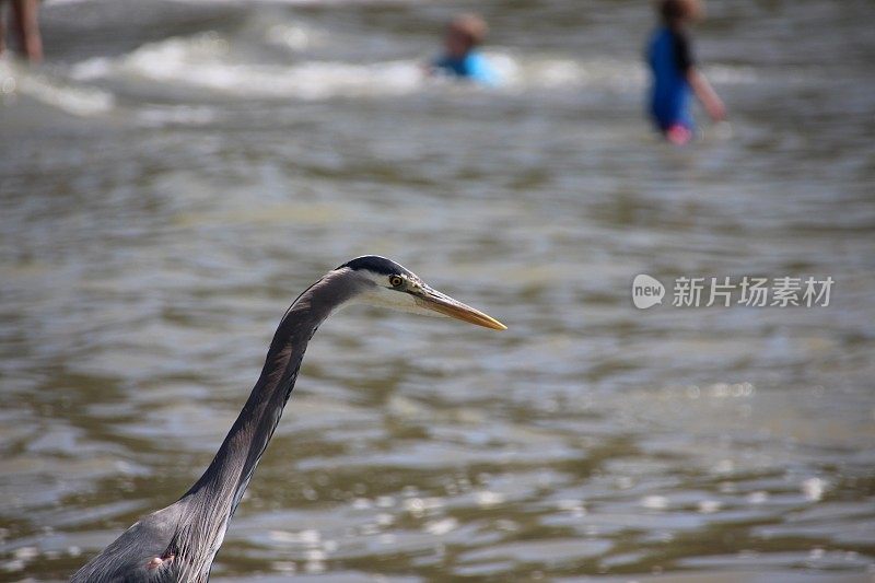 加拿大蓝鹭