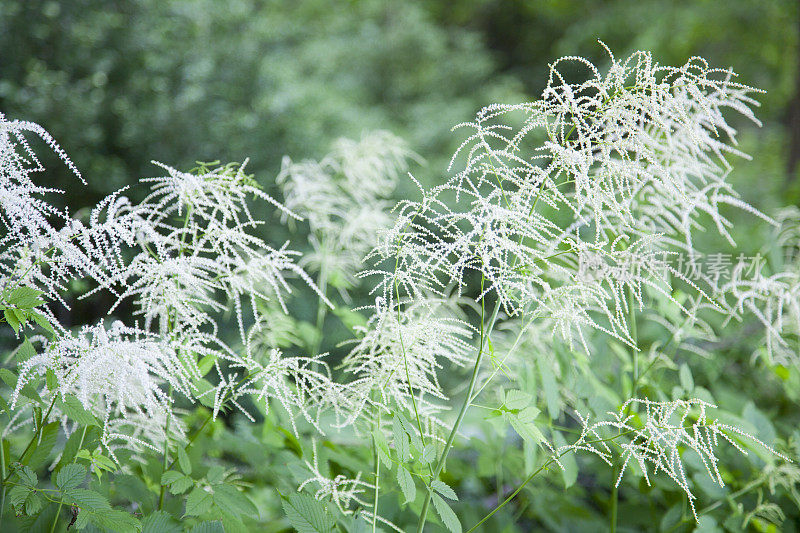 冬季冰冻植物特写