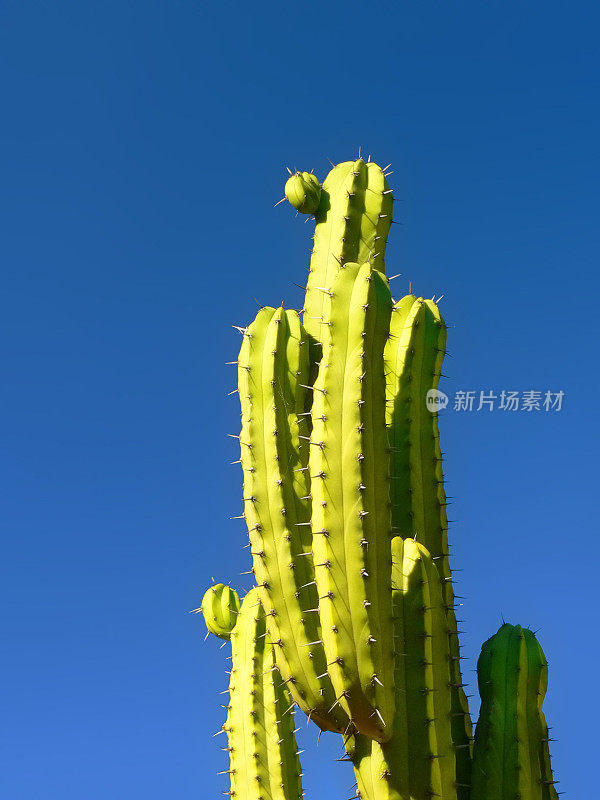 高大的绿色仙人掌在明亮的蓝色天空的对比