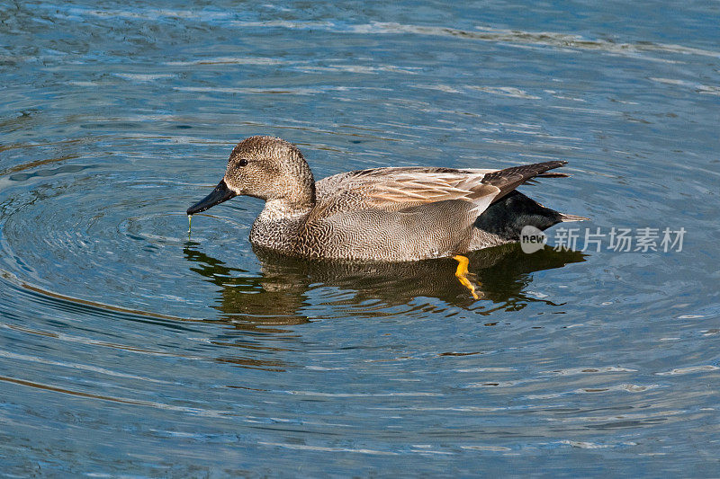 在池塘里游泳的Gadwall