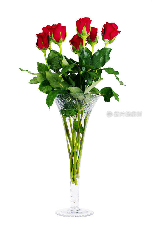 红色玫瑰与叶片花瓶孤立在白色