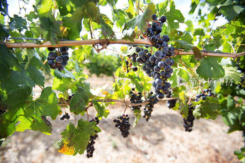 成熟的红酒葡萄在葡萄园的藤上
