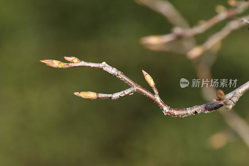 Amelanchier树上的萌芽