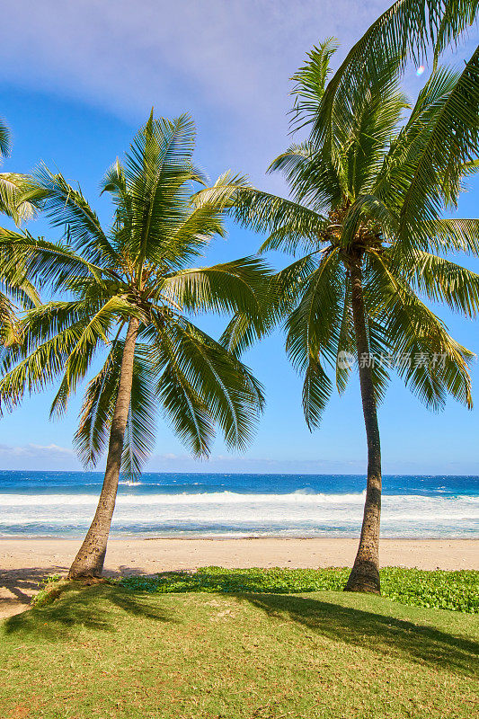 格兰德·安斯海滩，清晨的棕榈树-留尼汪岛