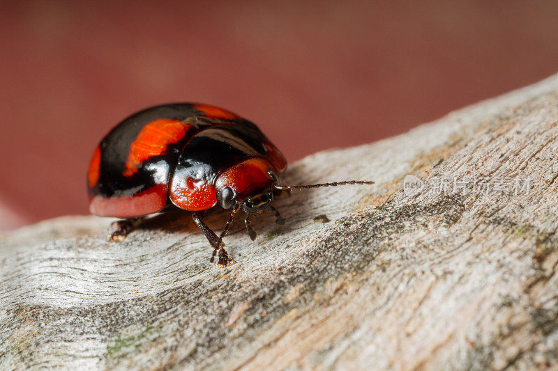 一只红黑相间的瓢虫正在横穿一块刚砍下来的木材