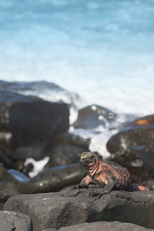 加拉帕戈斯群岛Espanola特有的海洋鬣蜥