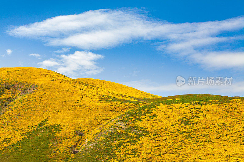 山坡雏菊覆盖丘陵在地震范围以上卡里佐平原