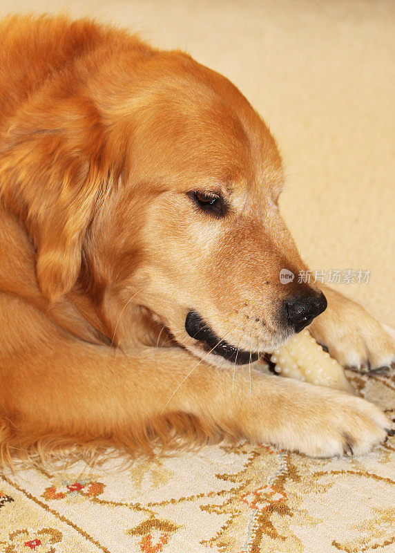 金毛猎犬的咀嚼