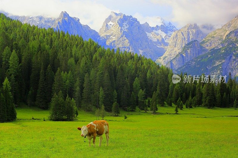 孤独的奶牛-家畜在田园诗般的戏剧性的风景:意大利北部的山脉白云石阿尔卑斯在日出，靠近科尔蒂纳丹佩佐