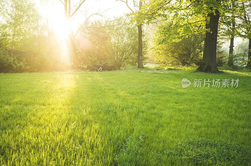 春天，阳光照在公园的草坪上。