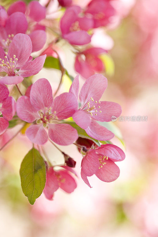 海棠花树春暖花开