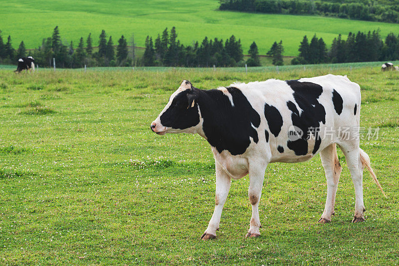 家庭农场的奶牛