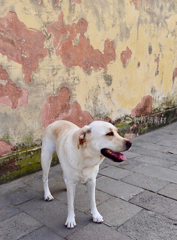 意大利威尼斯的拉布拉多寻回犬