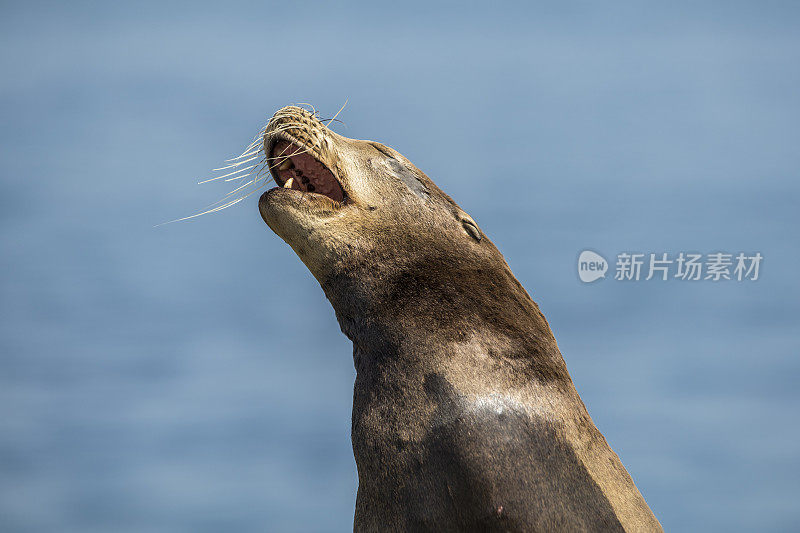 拉霍亚湾海豹和海狮