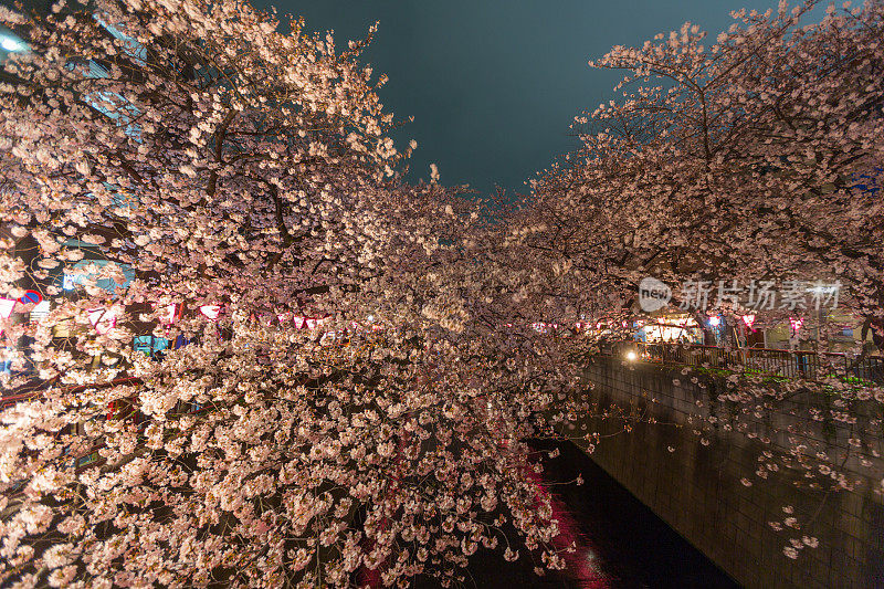 日本东京目黑河边的樱花盛开