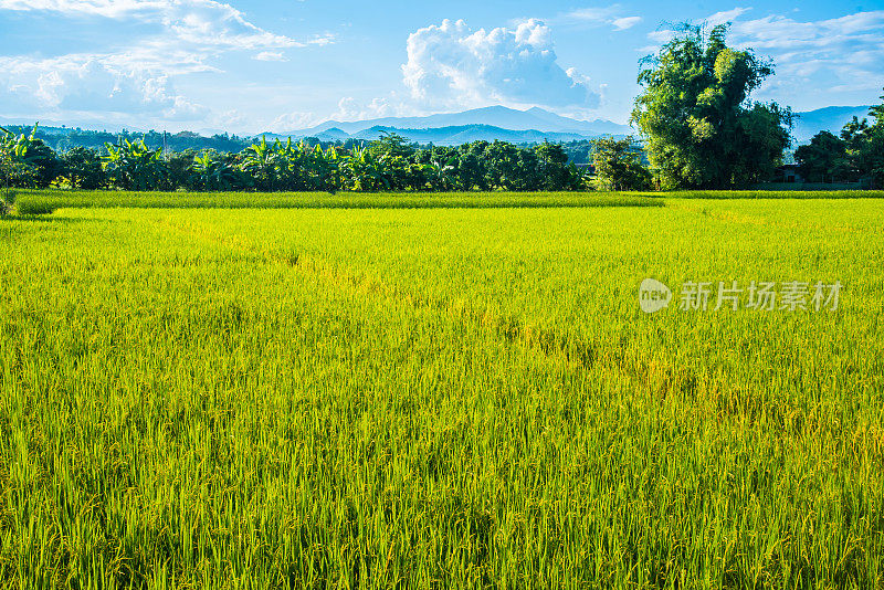 美丽的稻田景观，蓝天白云。