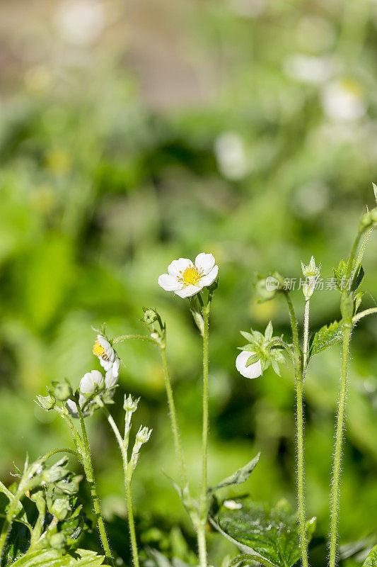 花园里绿色背景上的野草莓花