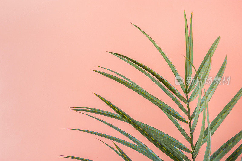 尖的棕榈树叶在粉红色的桃色墙背景。室内植物装饰。时髦的风格柔和的颜色。海滨度假乐趣旅游时尚概念。本空间