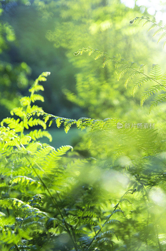 森林里被阳光照耀的皇家蕨类植物的绿色叶子