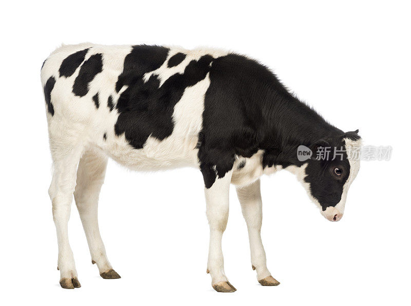 一个8个月大的小牛肉的侧视图，在白色的背景下向下看