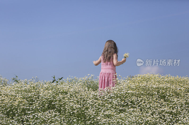 吉尔在甘菊田里