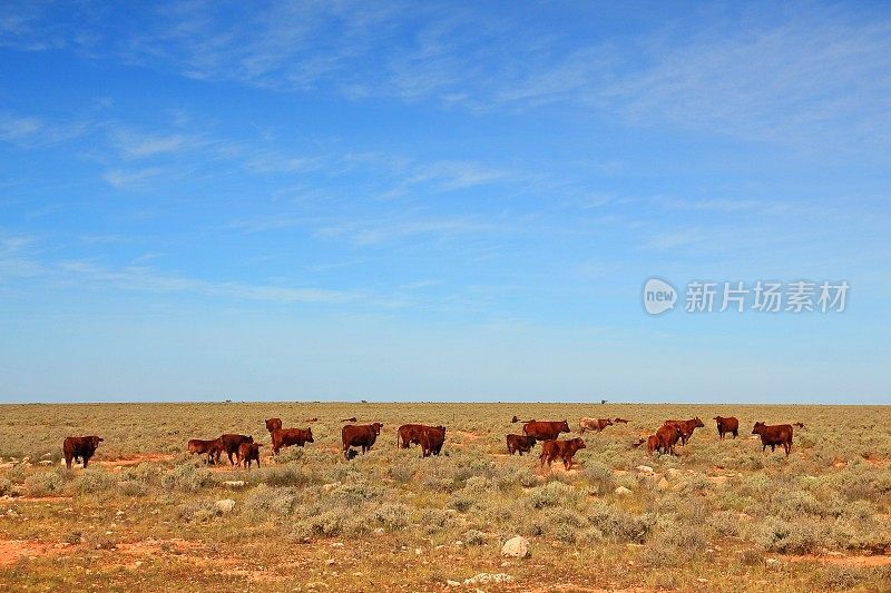 澳大利亚偏远地区的牛