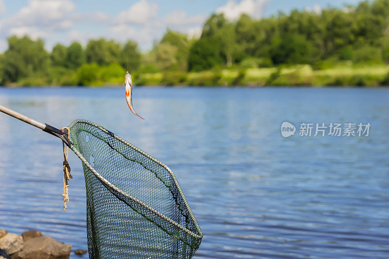 被捕捉到的小鲈鱼，挂在渔网上的钩子上，俯瞰着水和森林的自然景观。复制空间，用于背景，构图使用