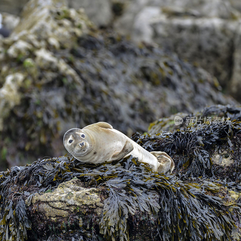 在威尔士安格尔西岛的岩石上休息的普通海港海豹
