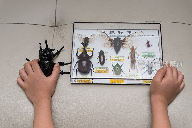 孩子们拿着一盒昆虫标本在检查一只假甲虫，上面的中文是收集昆虫标本并解释什么是昆虫，其他的中文是相关昆虫的名称