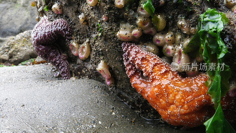 紫色，橙色海星，海洋生物，海葵，海藻，奥林匹克海岸，华盛顿