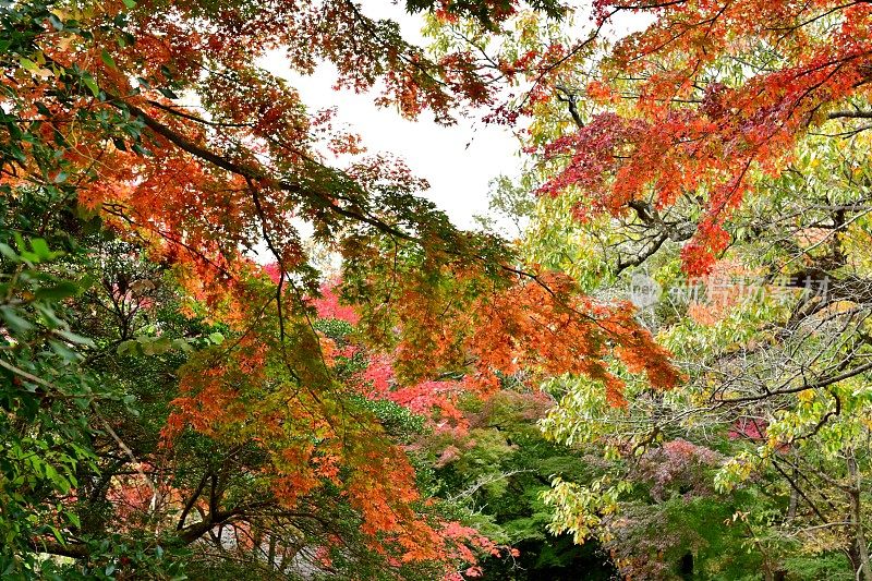 东京八王子市高雄山的秋叶
