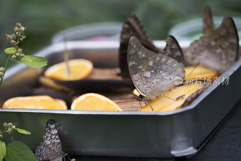 装有柠檬的银碗，用来喂一只斑蝶