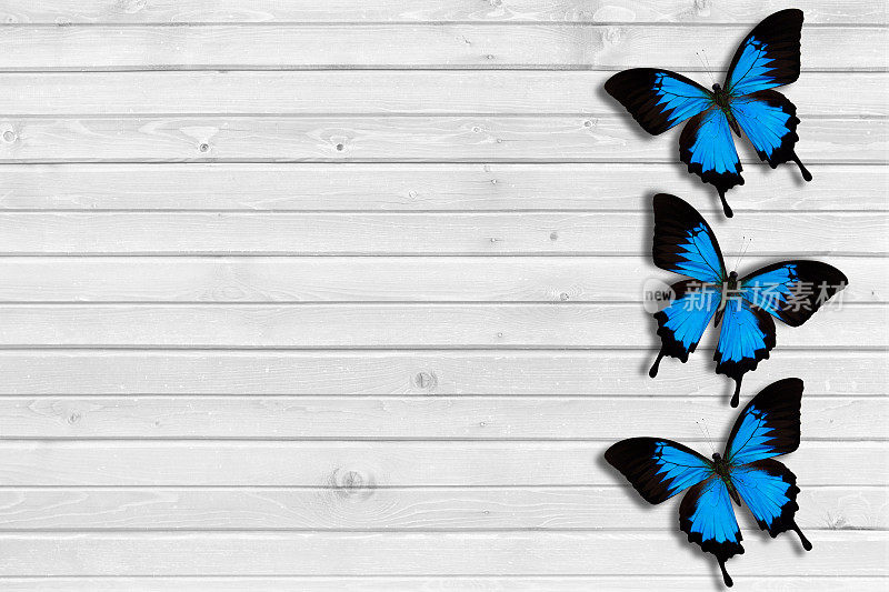 木制背景上的蓝色蝴蝶