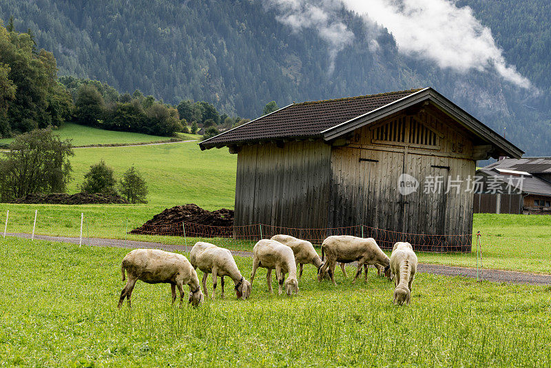 阿尔卑斯山的羊，脖子上挂着铃铛。奥地利阿尔卑斯山上的动物