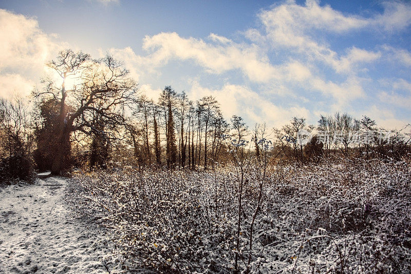 白雪覆盖的冬天，白皑皑的风景覆盖在阳光下