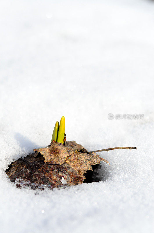 水仙花在早春的雪中发芽