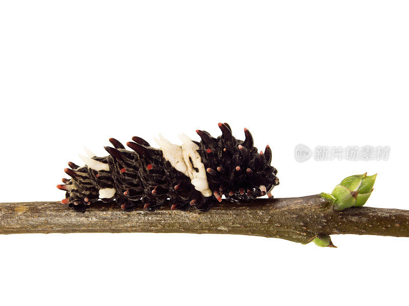 一只中国风车蝴蝶的毛虫在一根孤立的树枝上白色的