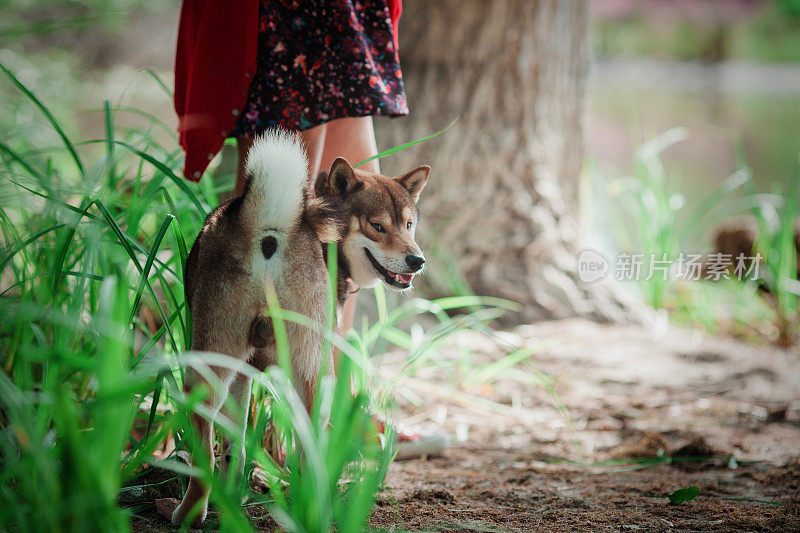 日本柴犬和主人在池塘边